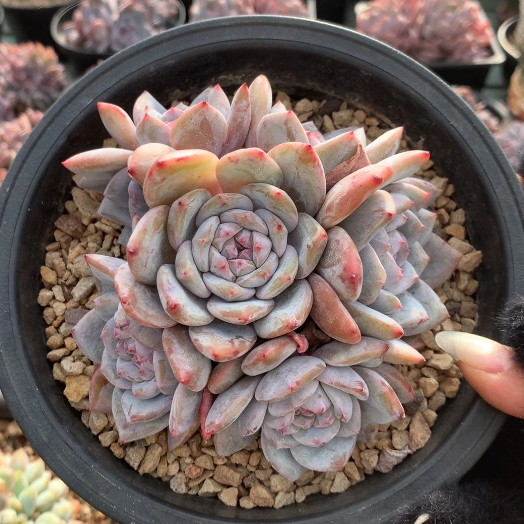 7头手捧石榴籽哈哈哈哈哈9