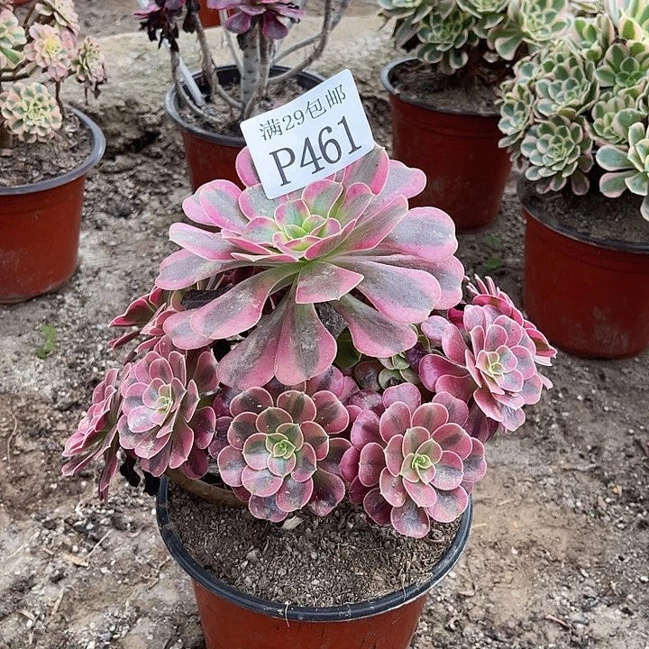 461美杜莎多肉植物