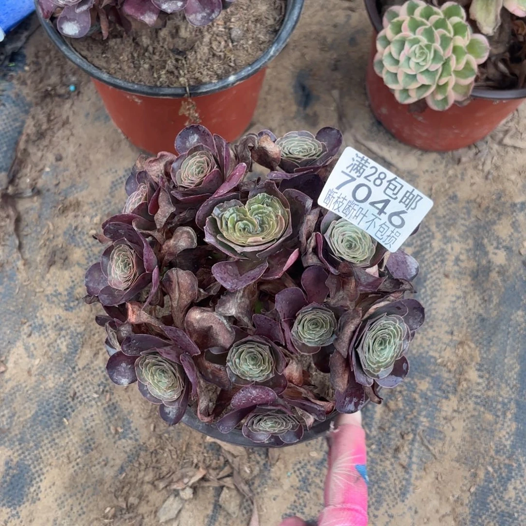 X. 7046美金的玫瑰多肉，？ba