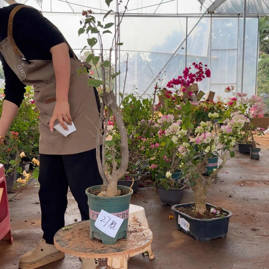 大部分花苞少量开放重瓣橙 27脱