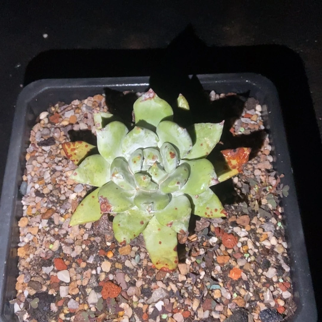 帕翠莎多肉植物啦啦啦