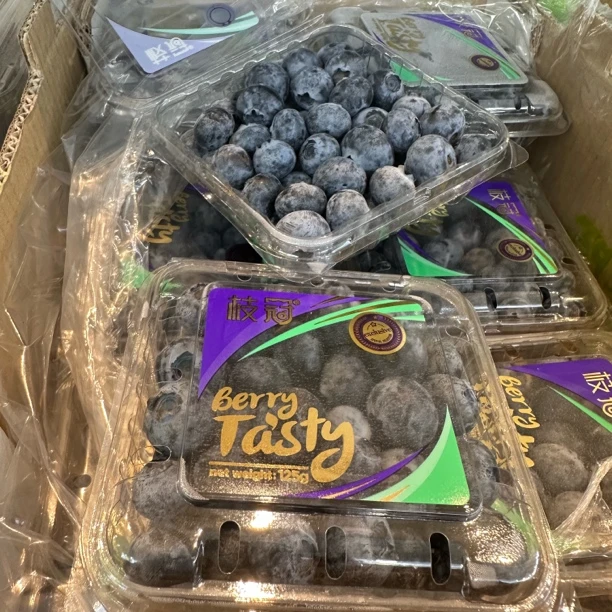 【龙大嘴水果】枝冠蓝莓