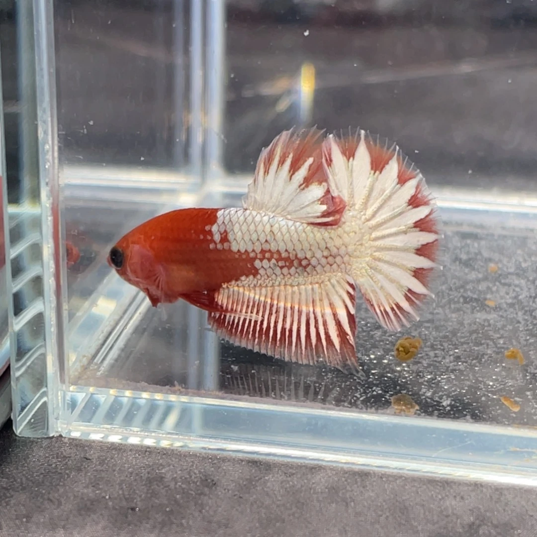 斗鱼红肉fccp 将军公