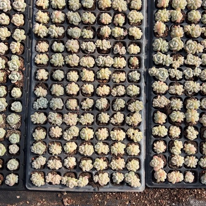 水儿一物一拍专拍，个头不要太大均匀