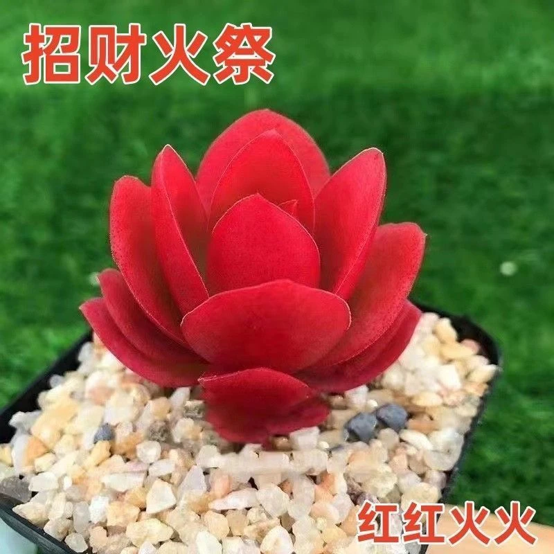 【直播链接】多肉植物办公室室内阳台盆栽新手好养绿植花卉净化空气
