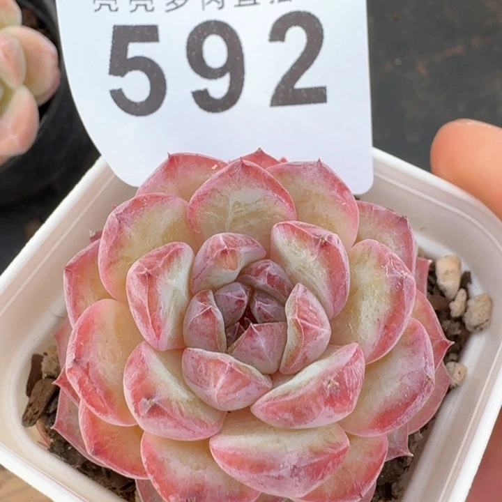 软糖         多肉植物