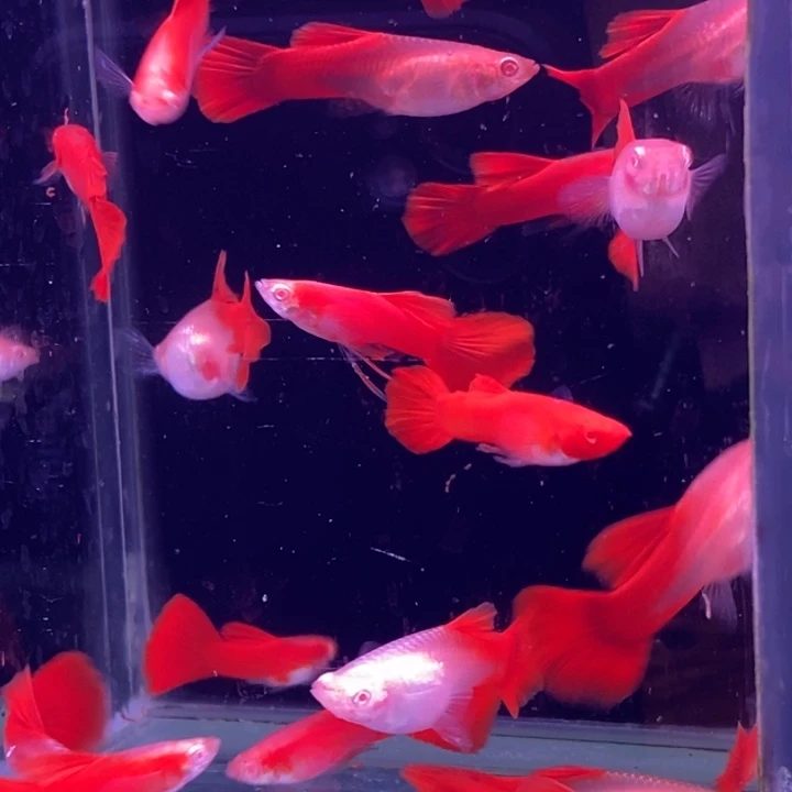 孔雀鱼福利血红20条包邮