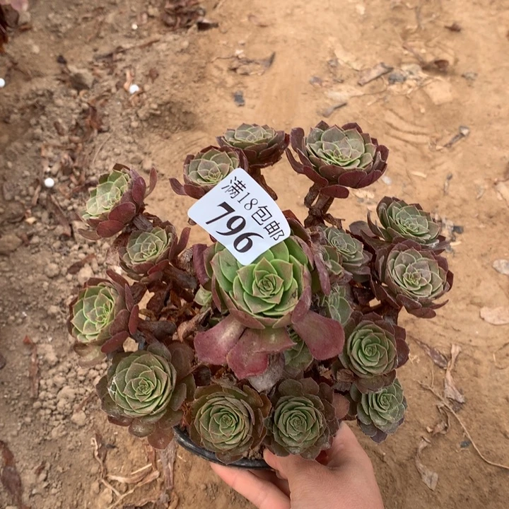 796杂交万圣同不包断枝1