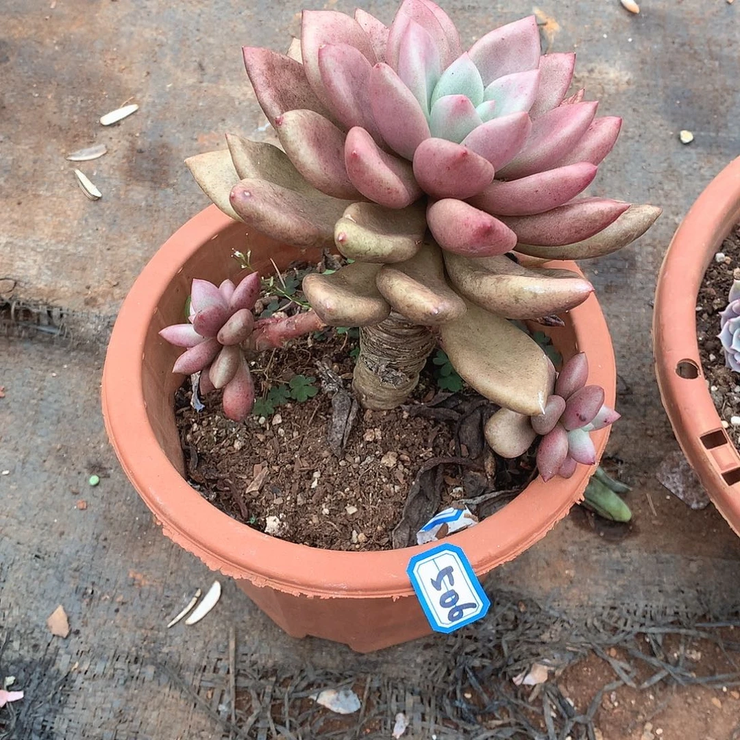 506桃花源一物一拍多肉