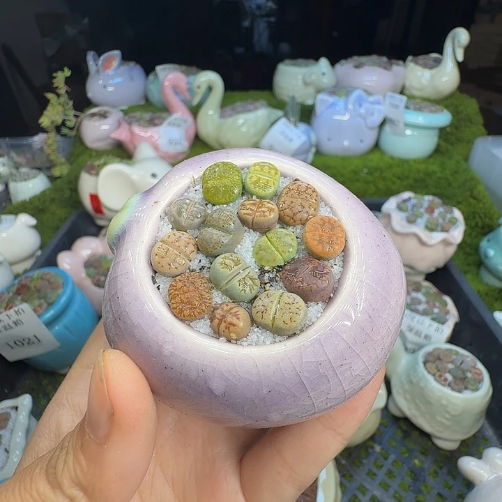 壹***˜多肉植物福利冲1041