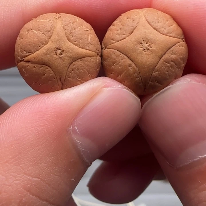 凤眼菩提手串小**学尼泊尔