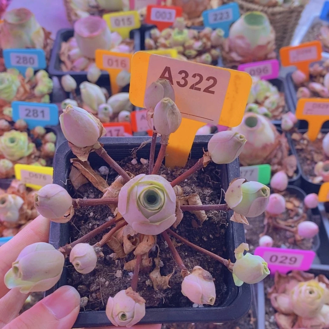 山地玫瑰一物一拍322