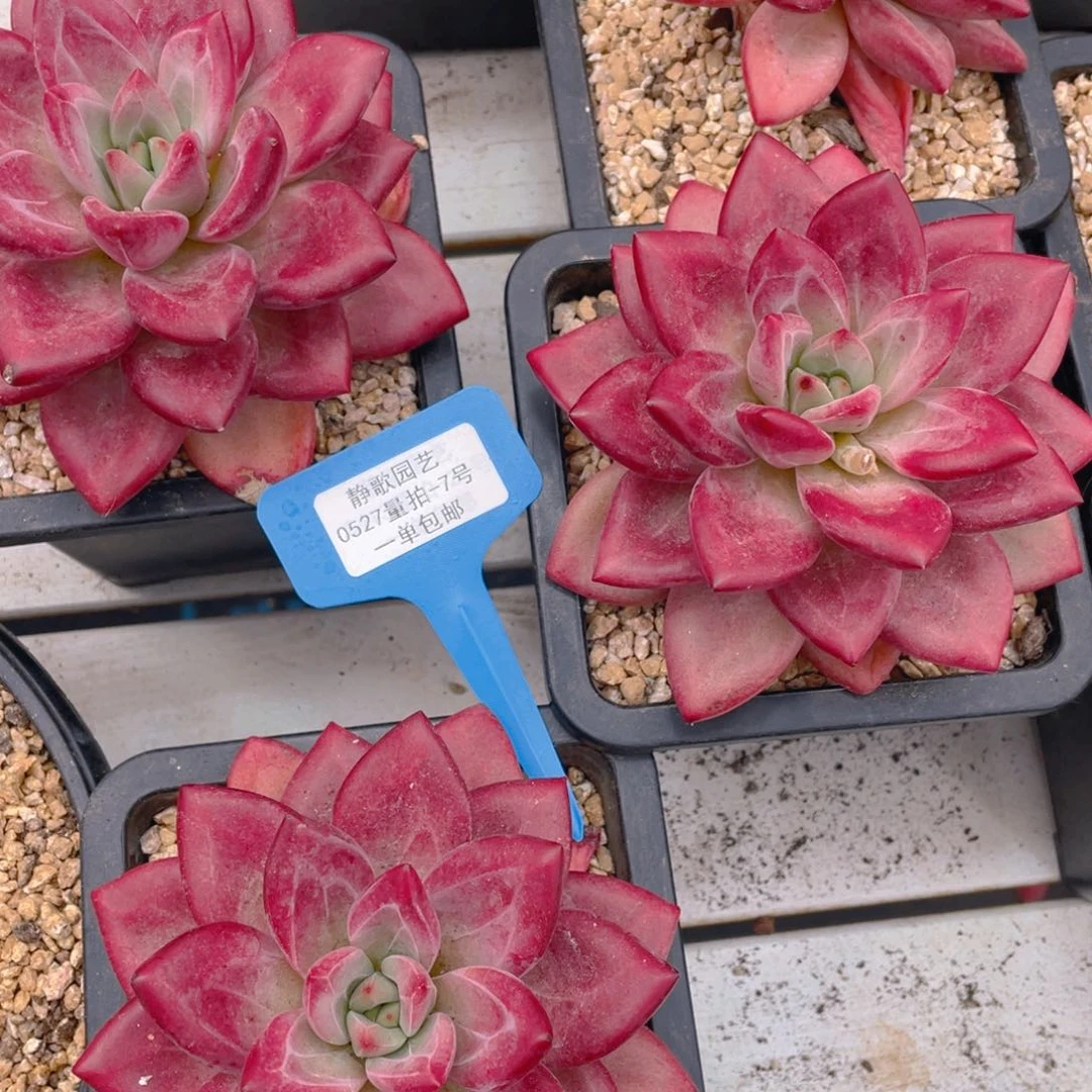 0527-7-赫菲斯托大单头一颗