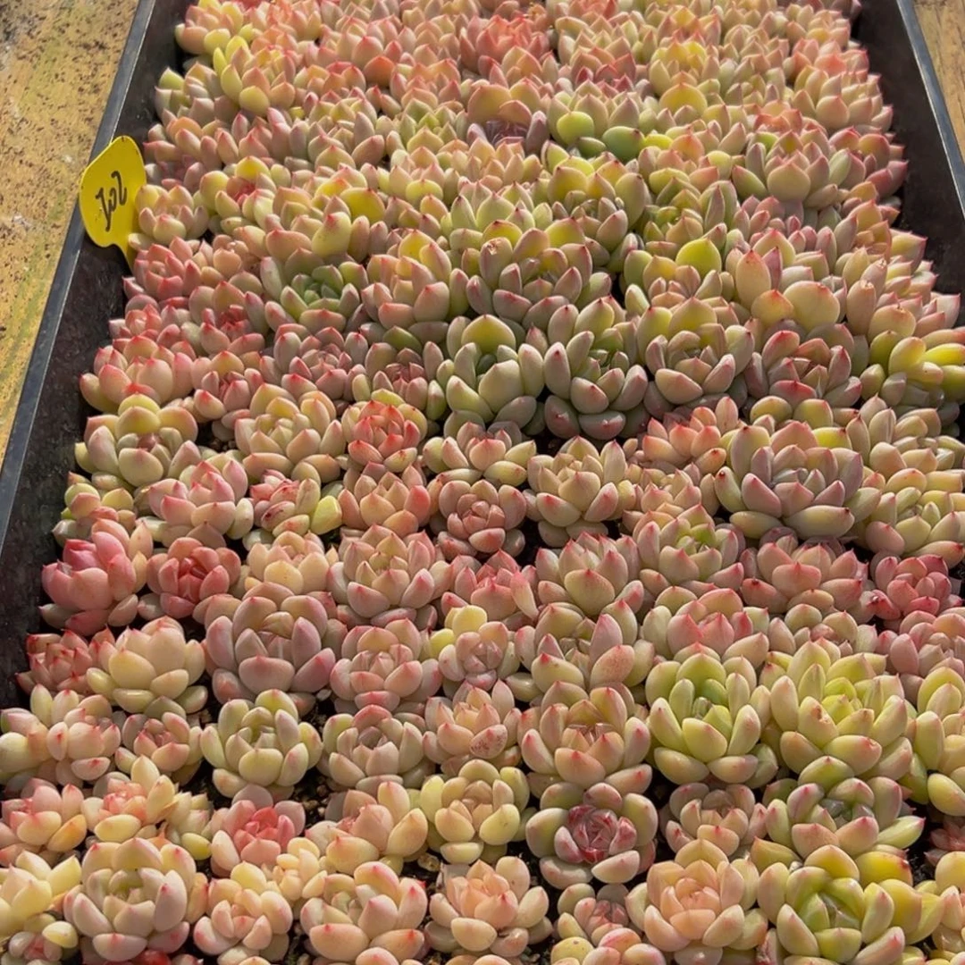 571多肉葡萄的味道是真的