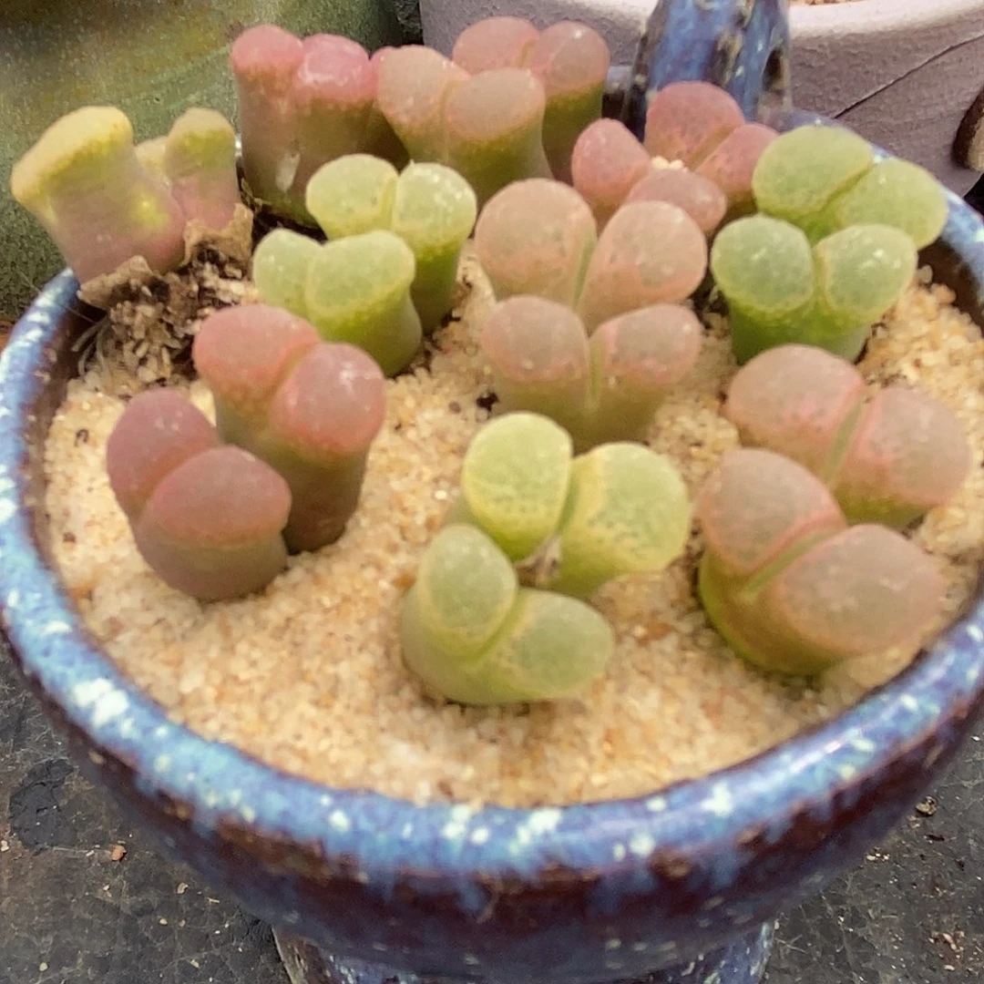 双头粉樱风铃1颗买2送1