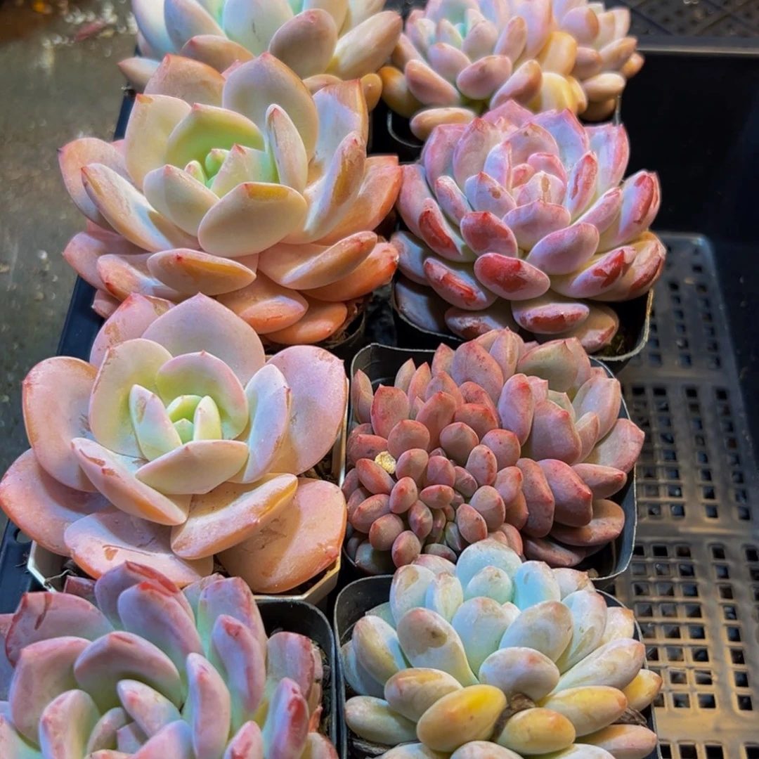 470多肉植物和植物在这里繁衍