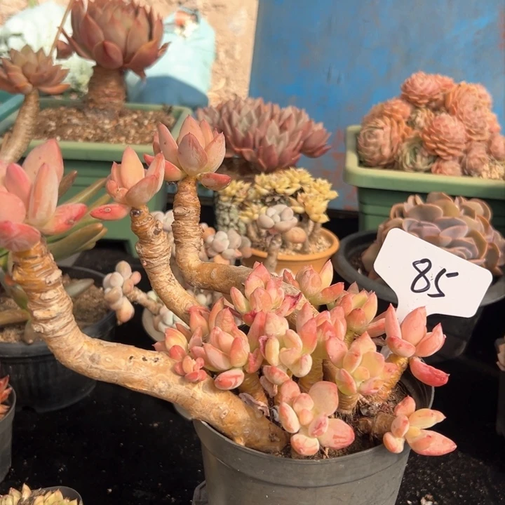 85 芒果美人 一物一拍