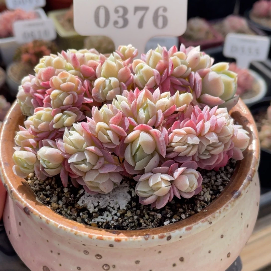 0376 贝瑞朵朵缀 10.5厘米 不带盆