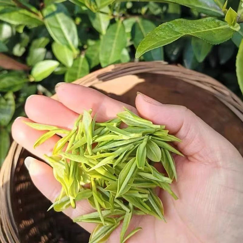 『头采金香玉』2025年新茶 头采小芽金香玉（花蜜香） 250g/500g