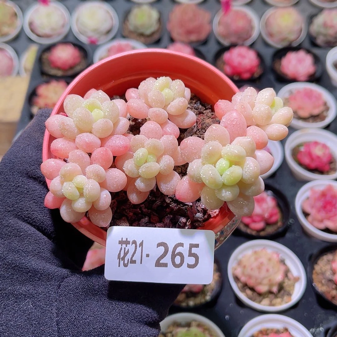 花利美21-265洛可可