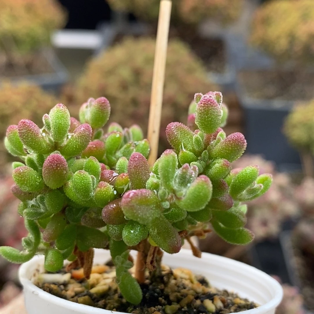 红宝石5924枝干番杏