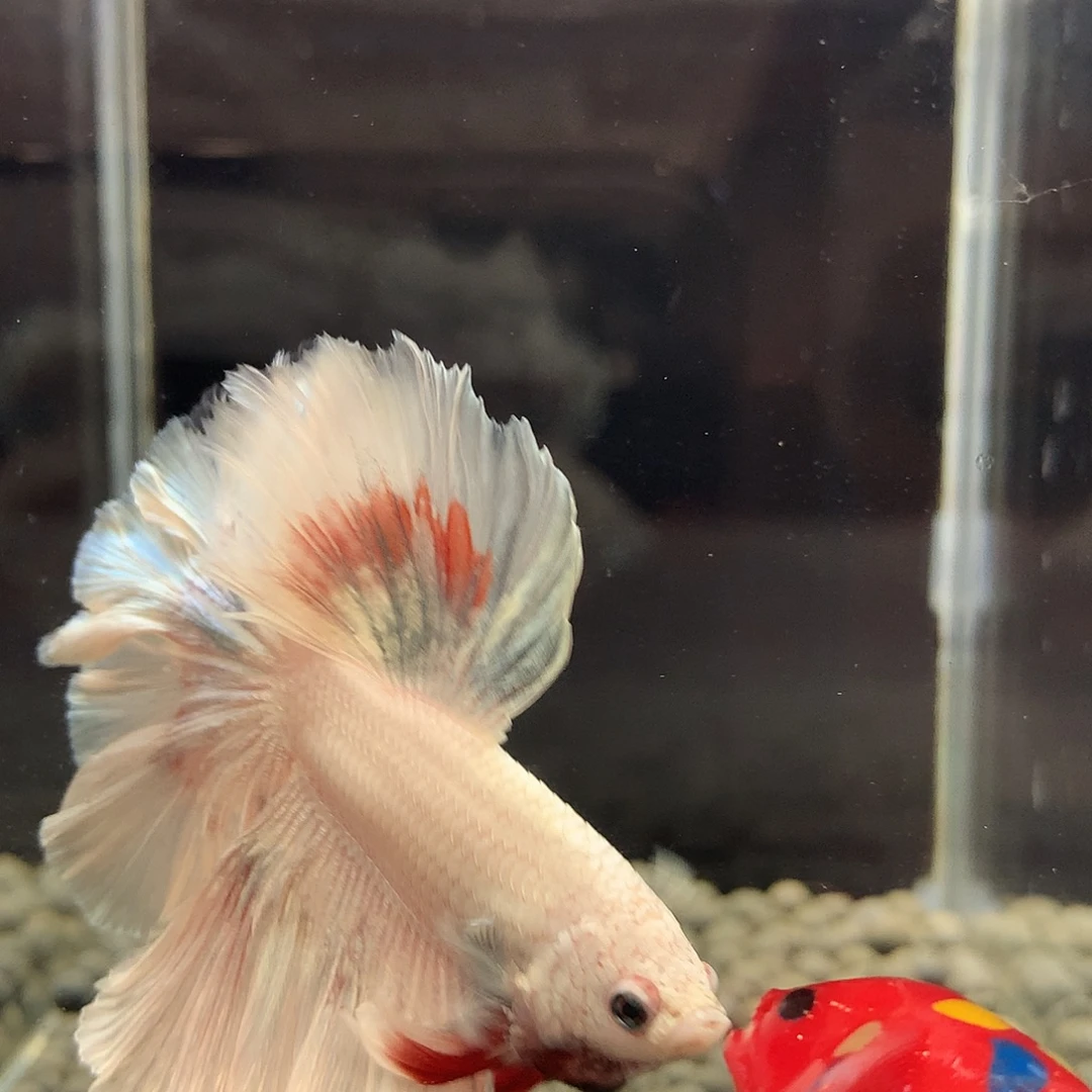 海水鱼七弟泰国斗鱼7