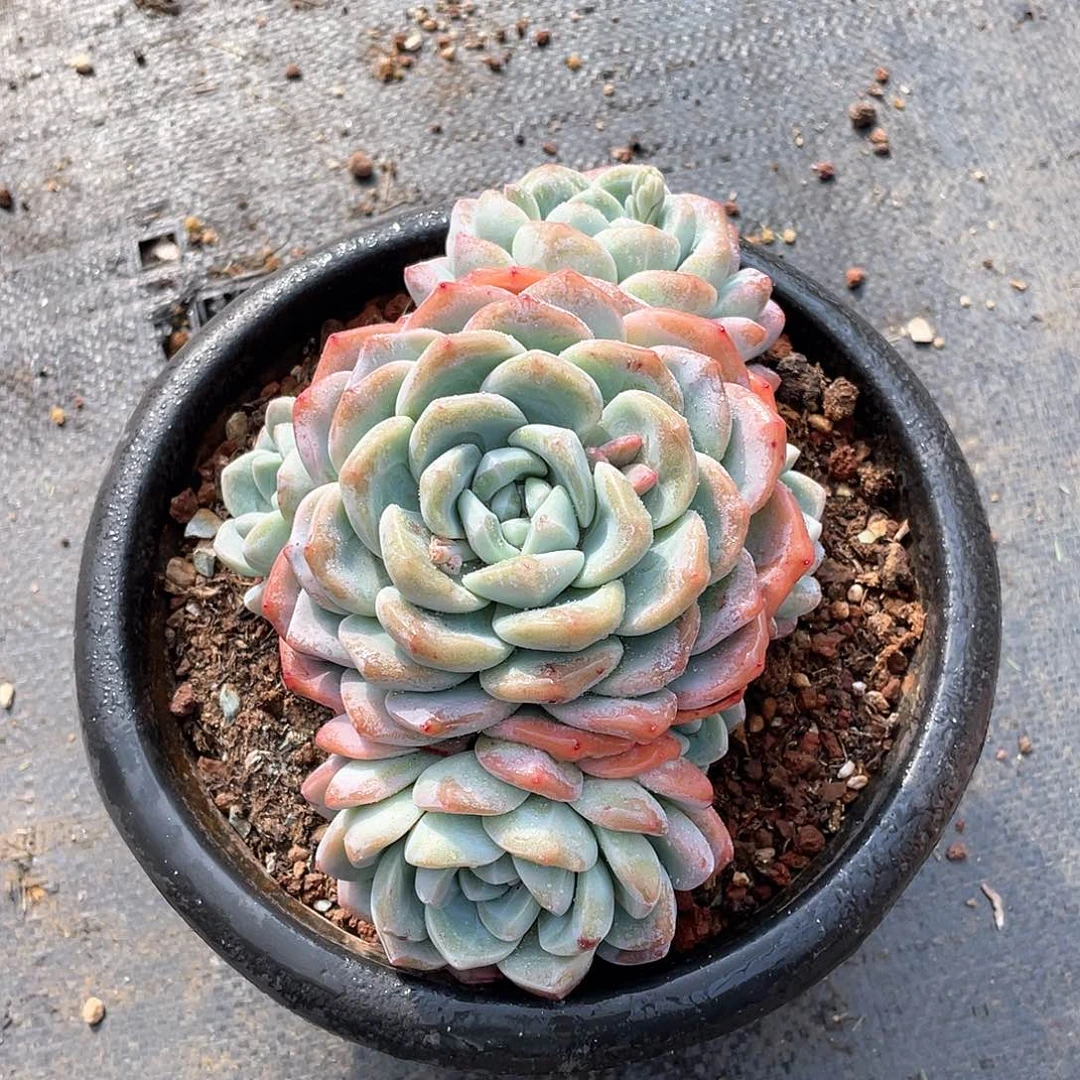 无砍多肉植物多肉植物