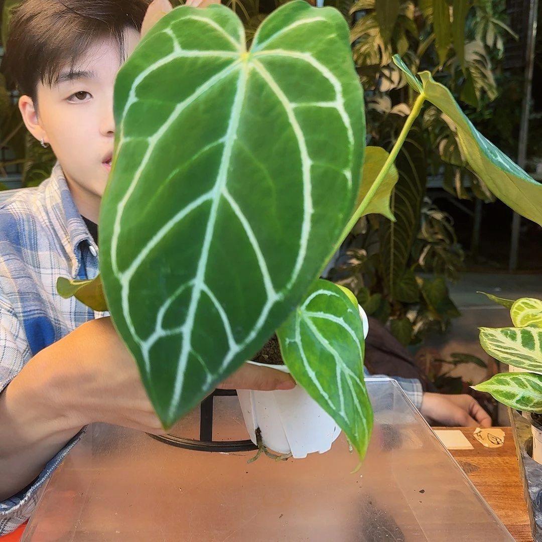 完全开放A74蝴蝶花烛杂粗脉哥伦比亚