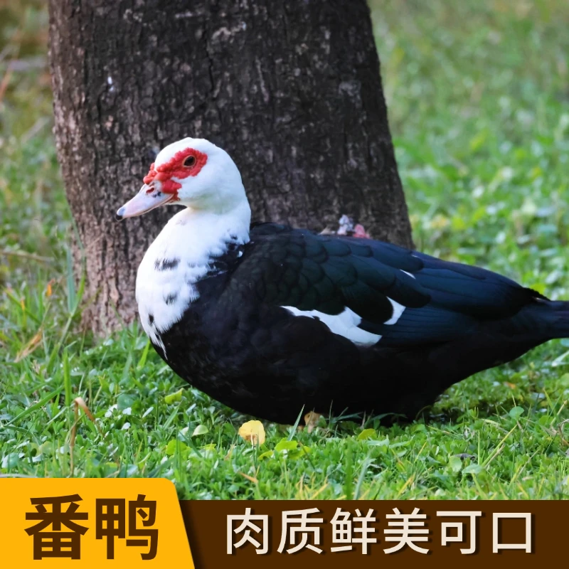 [2只]农村番鸭肉质饱满2只宰杀净膛发货总净重10-12斤A顺丰冷链