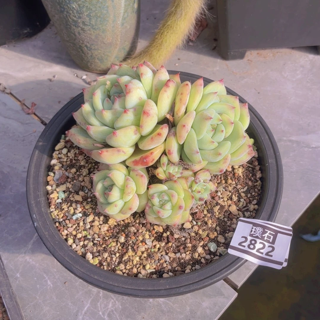 白拉糖多肉植物2822