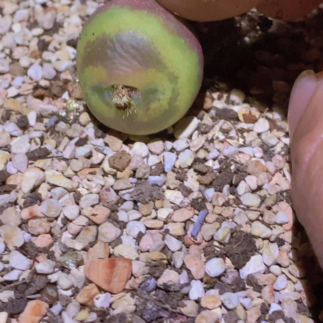 488555866666866566566596865