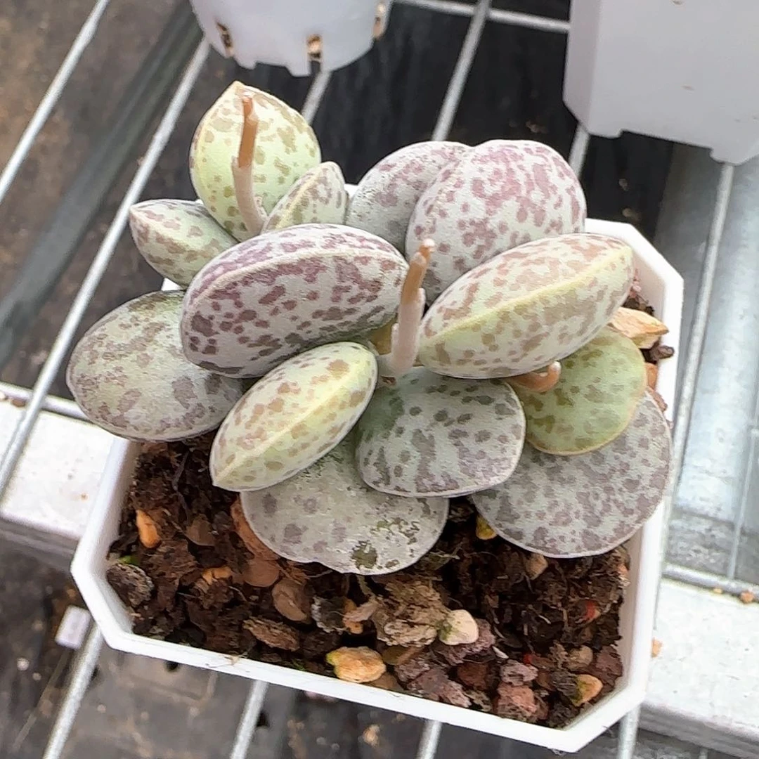 花蛋水泡多肉植物