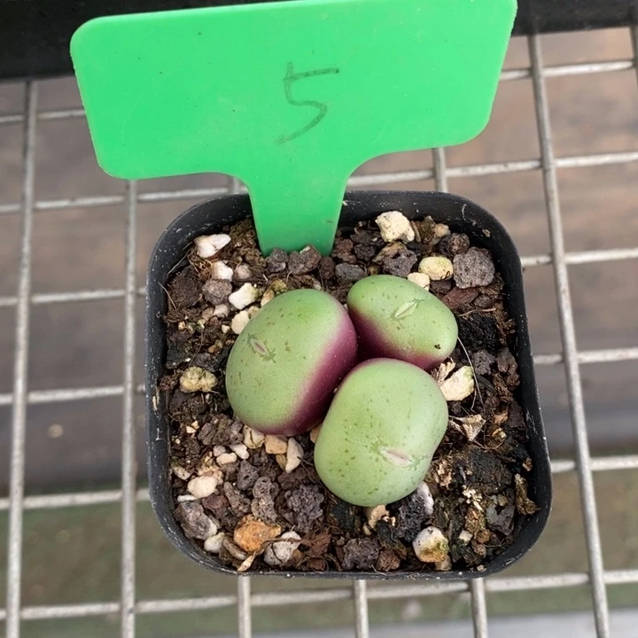 伯克利和格蕾纳等著名音乐家