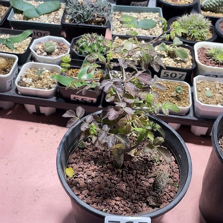 765滔天没药橄榄，