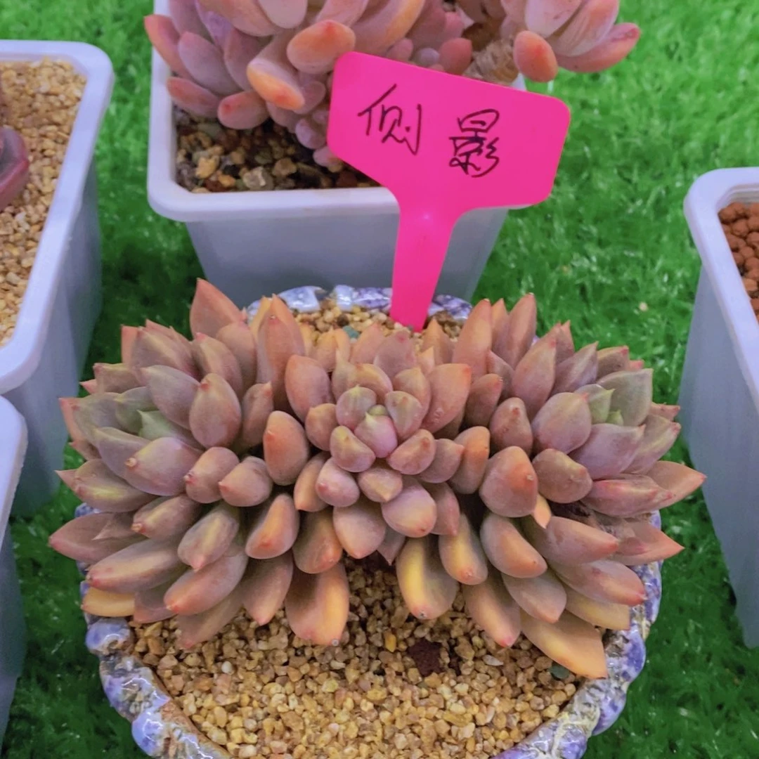 开心多肉植物多肉