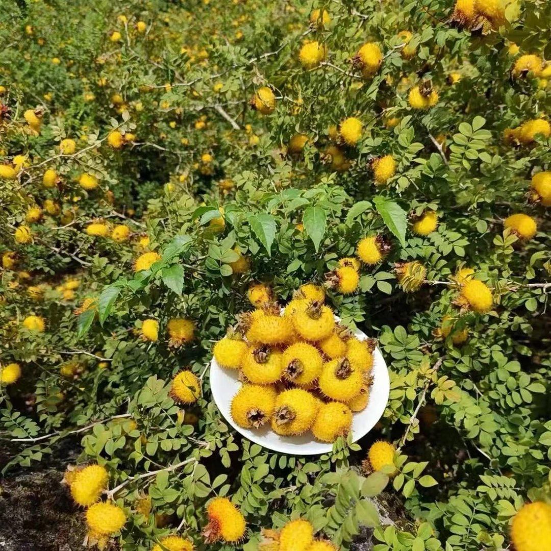 贵州当季刺梨鲜果维C满满泡酒泡水鲜挖刺梨树