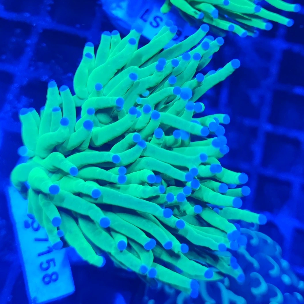 海缸水草LPS直播选购链接