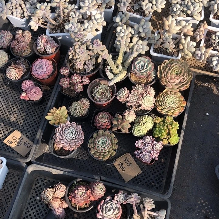 有无多肉。山东临沂