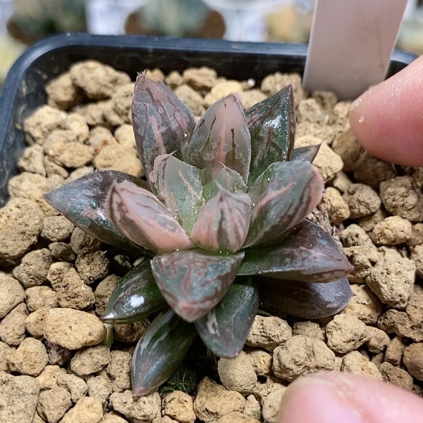 【闪购商品】59实生玉露