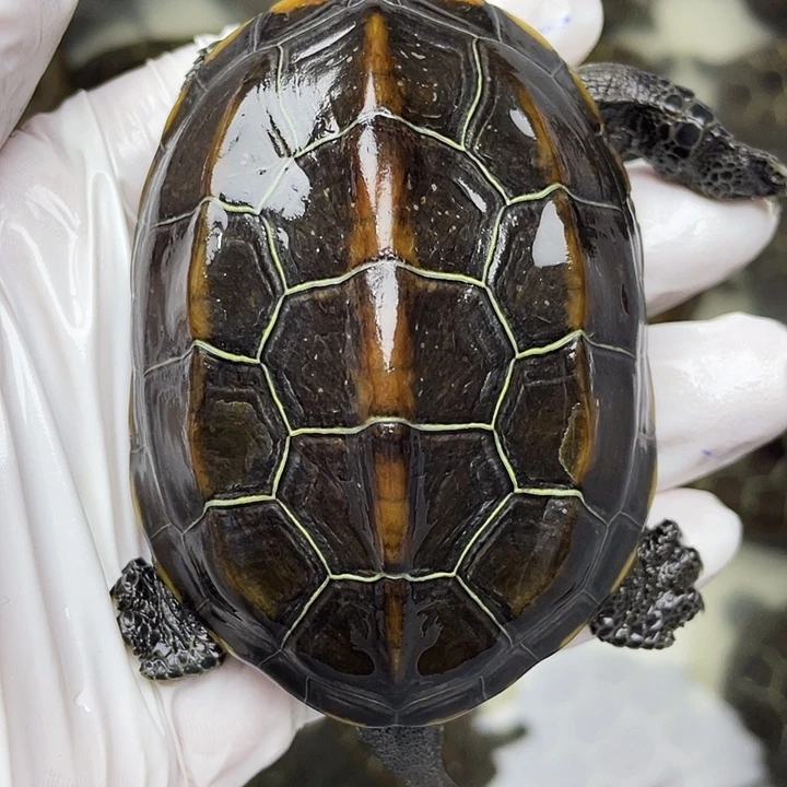 中华草龟公苏北金线草龟外塘龟