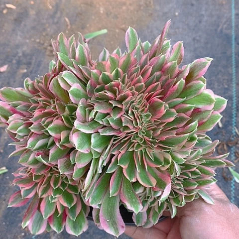 151粉女巫缀化多肉植物