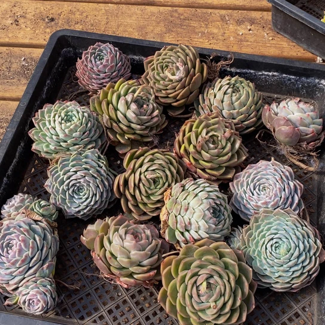 533多肉植物保护研究所所长助理