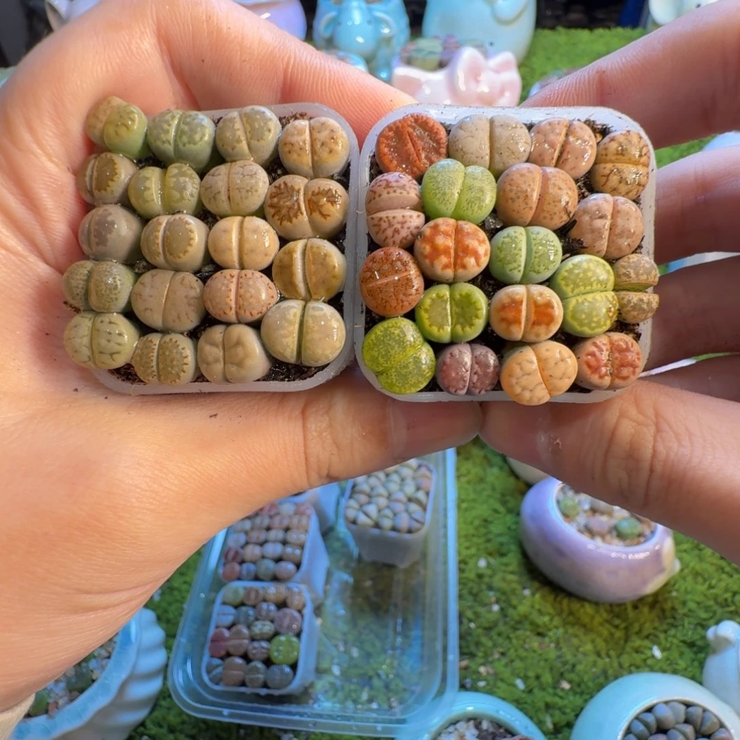 多肉植物和植物1390