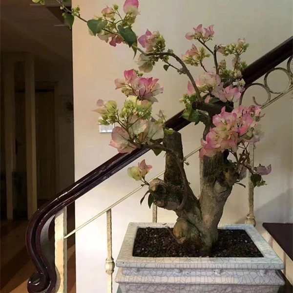 百花村三角梅老桩