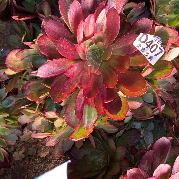 407多肉植物一物一拍