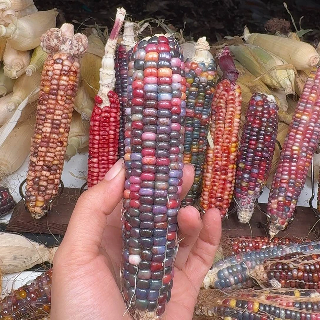 狐***精柏香籽/百香籽吊坠