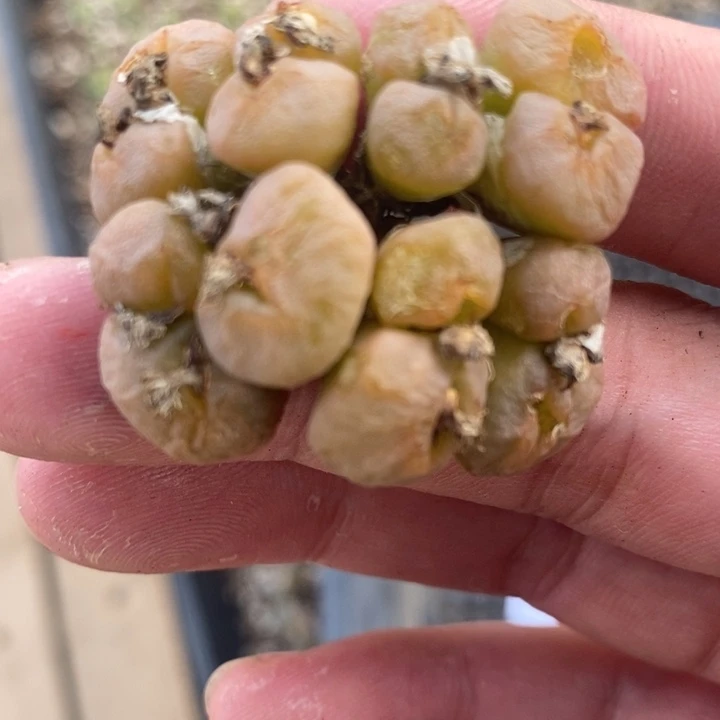 758烧卖多头一群