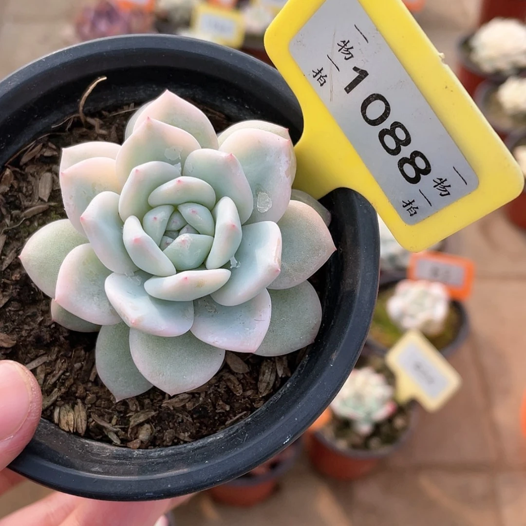 【闪购商品】1088号