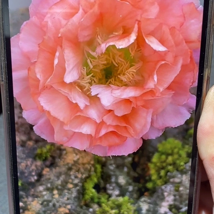 香香新品侧芽2.5-3公分左右