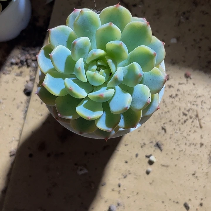 姬莲锦5.8带盆土发